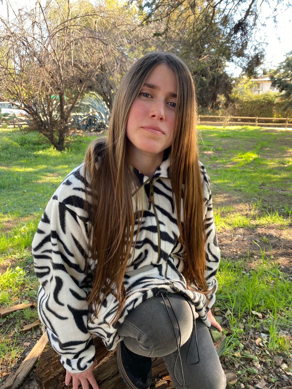 Polar Zebra